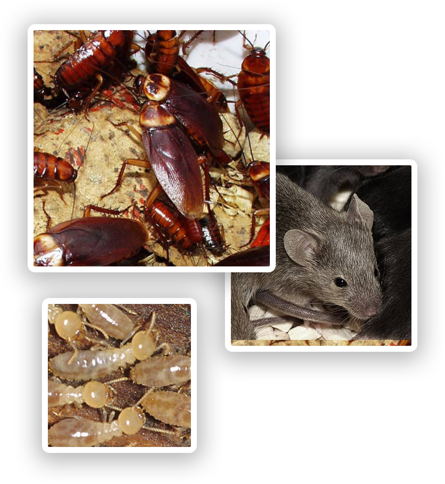 Pest Control Maitland - Termite Inspections & Pest Treatment Services